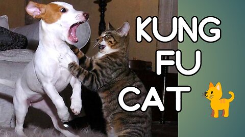 Kung Fu king cat 😺🐈 funny animals video