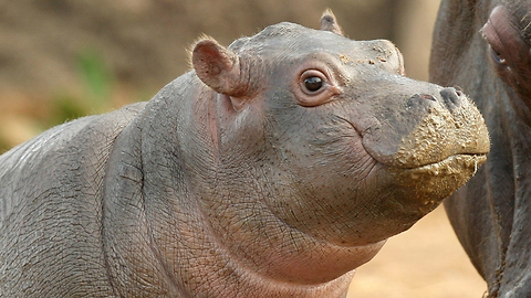 Cutest Baby Hippo