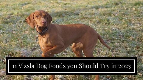 11 Vizsla Dog Foods you Should Try in 2023