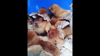 Cute little baby CHICKENS! - Homestead Tessie Owns them