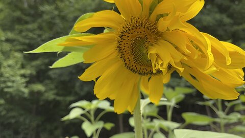 Two Headed SunFlower 🌻 Chamberlin Family Farms #gardening #sunflowers #farming #homesteading