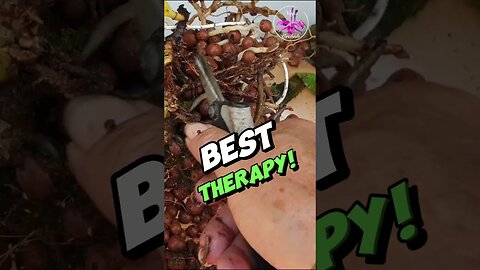 💆🏼‍♀️ Therapeutic 👌🏼 Cleaning Orchid Roots #ninjaorchids #orchidcare #repotting #shorts