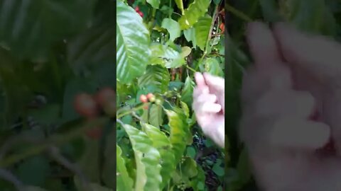 3-year-old coffee tree giving fruit