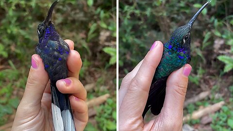 Did you know we can age hummingbirds by their groovy bills?