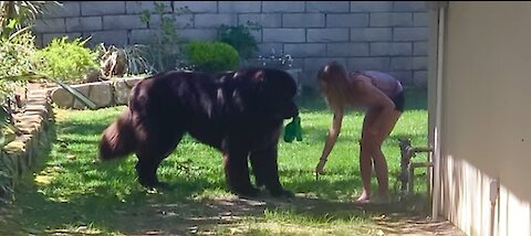 Tiny girl confidently trains her huge Newfoundland puppy