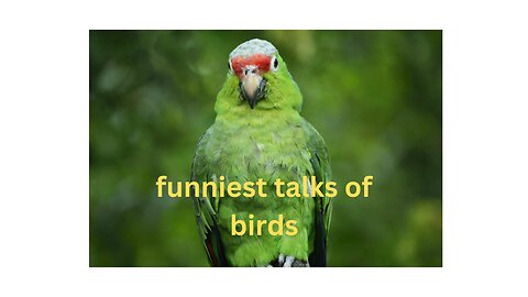 top 10 funniest talking birds these are hilarious