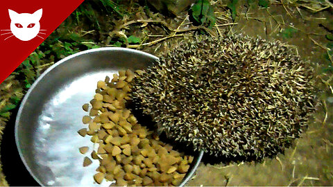 Hedgehog - Dog food thief