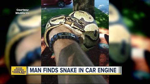 Grandfather finds slithering surprise under hood of car in Bradenton