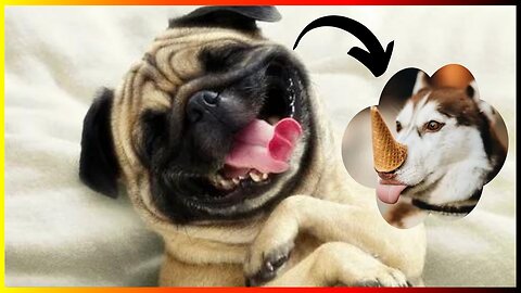 Dogs 🐶 Cute and Funny Animals Videos Compilation #viraldogs #dogslife #animals #funny #24