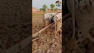 Bulls Power #jcb #cr7 #shorts #short #shortvideo #ibommatelugumovies