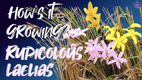 Rupicolous Laelias | Habitat | Growth | Watering | Fertilizing | Light | Spring / Summer Bloomers