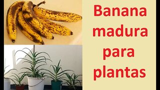 Água de banana madura nas plantas - alimento para vasos