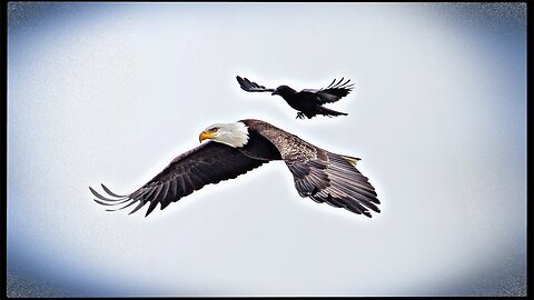 Eagle vs crow