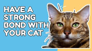 Develop a strong bond with your cat