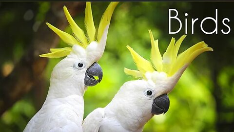 Beautiful Birds | Animal World Only | Relaxing Music