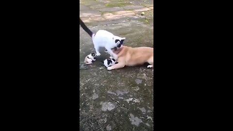 cat_vs_dog_horrible_fight_😱😱😱