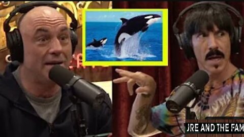 Joe Rogan: Anthony Kiedis SURFS With Humpback Whales!! Are Dolphins & Orcas Super Intelligent?!