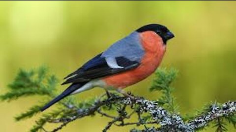 Lovely Bullfinch Red Bird, Nature Spring Bird