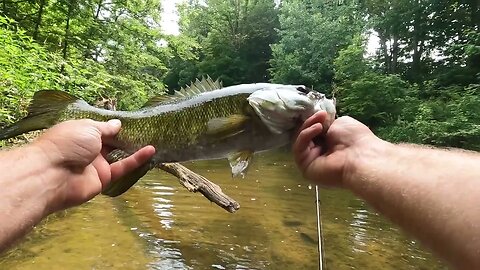 Hellgrammite SLAYS the Smallmouth in this TINY CREEK! #creekfishing #smallmouth #rockbass