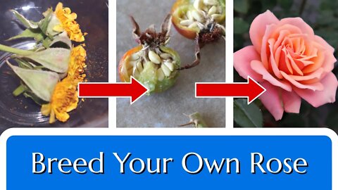 Breed Your Own Rose: Hybridization in 4 Steps