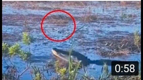 Alligator Eats Drone • Everglades Florida [Alligator Eats Drone In Video Shared By Sundar Pichai]