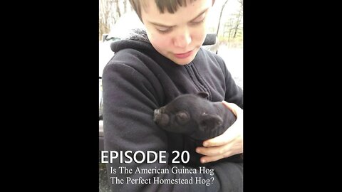 S1E20 Is The American Guinea Hog The Perfect Homestead Hog