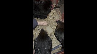 Wednesday Whiskers with SPH: Waking up three chickens. As usual great camera work