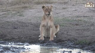 Daughters Of The Mapogo Lions - Rebuilding The Othawa Pride - 170: No More Cubs