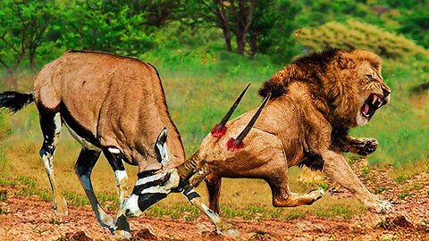 Brave Gemsbok Take Down LIONS With Their Horns To Save Baby Gemsbok Escape | Animals Videos