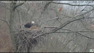 Hays Bald Eagles Mom watches Dad flyby 2021 01 07 124146