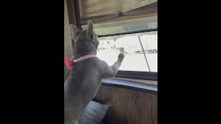 Frenchie bravely defends home from hilarious broom attack