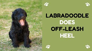 Labradoodle Does Off-Leash Heel | Expert Dog Training