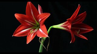 "Flowers Opening in Time-Lapse | Calming Music Relax Video