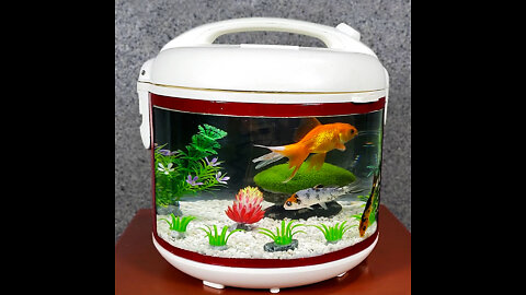 A gift for your wife - Wonderfull aquarium from the broken rice cooker