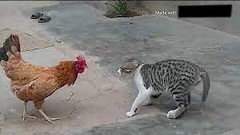 Cat vs Chicken: Watch What Happens Next and Get Ready to Laugh