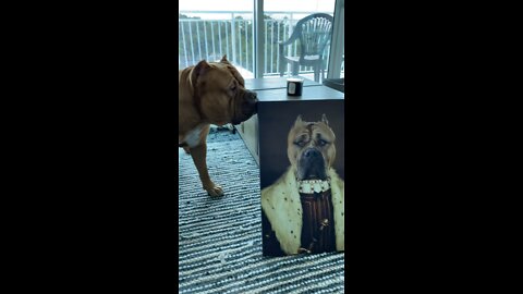 MASSIVE Pit Bull not happy with his self portrait 🦁😍😂