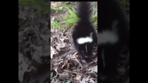 Baby skunk… sooo cute!!!