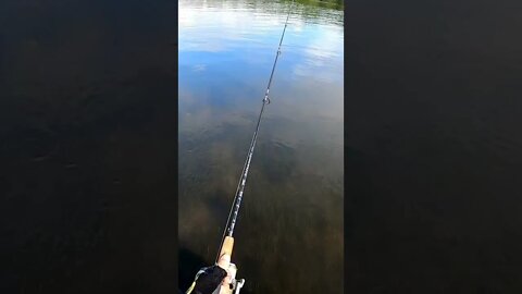 Redfish (Cheating??) #shorts #fishing #florida