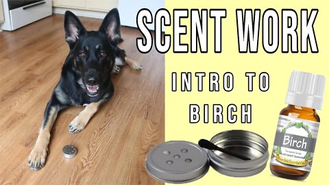 Intro to Birch Scent - Training K9 Scentwork Nosework Sport Detection