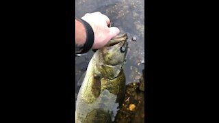 Largemouth Bass Release in Slow Motion
