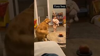 Funny pets dog#shorts