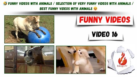 funny videos with animals / selection of very funny videos with animals / best funny videos