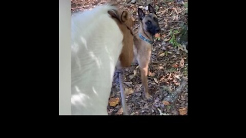 Horse threatens dog during ride but so concerned when it get stepped on!