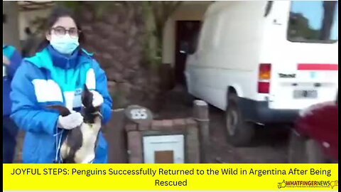 JOYFUL STEPS: Penguins Successfully Returned to the Wild in Argentina After Being Rescued