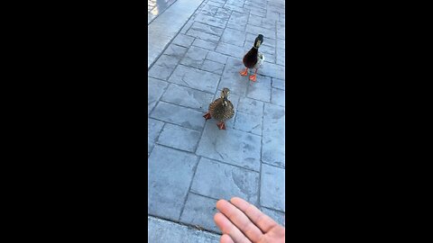 Duck eating a Hot Cheeto