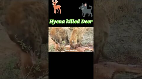 Hyena killed Deer Alive 2022 #shorts #youtubeshorts