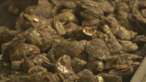 Oysters linked to norovirus