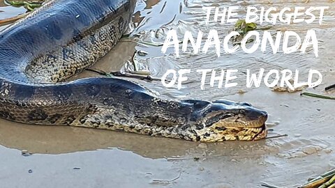 ANACONDA, THE BIGGEST 🐍 SNAKE IN THE WORLD - BRAZILEIRA