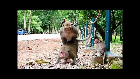 🔴MOG Amazing monkey 🐒 meeting