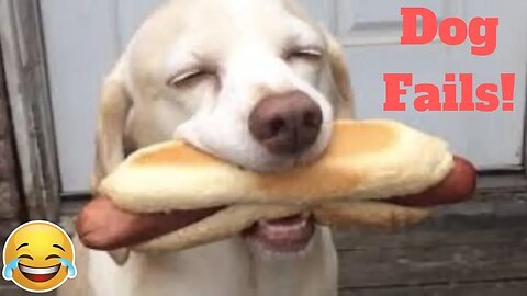 💥Funniest Dog Fail Viral Weekly LOL😂🙃💥 of 2019_ Funny Animal Videos💥👌